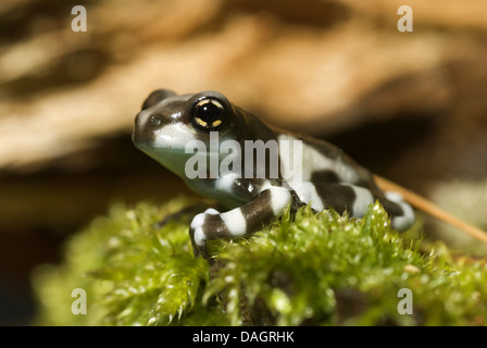 Tettoia amazzonica (rana Phrynohyas resinifictrix, Trachycephalus resinifictrix), ritratto Foto Stock