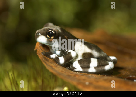 Tettoia amazzonica (rana Phrynohyas resinifictrix, Trachycephalus resinifictrix), sulla corteccia Foto Stock