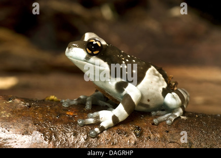 Tettoia amazzonica (rana Phrynohyas resinifictrix, Trachycephalus resinifictrix), sul ramo Foto Stock