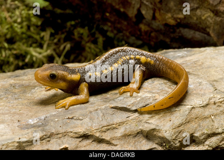 L'Himalayan Newt (Tylototriton verrucosus), su una pietra Foto Stock