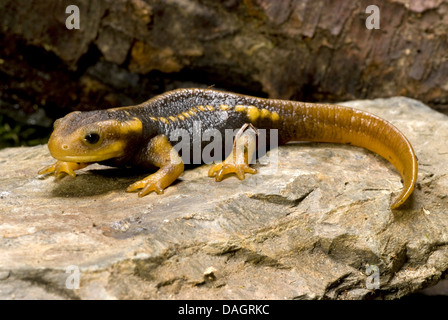 L'Himalayan Newt (Tylototriton verrucosus), su una pietra Foto Stock