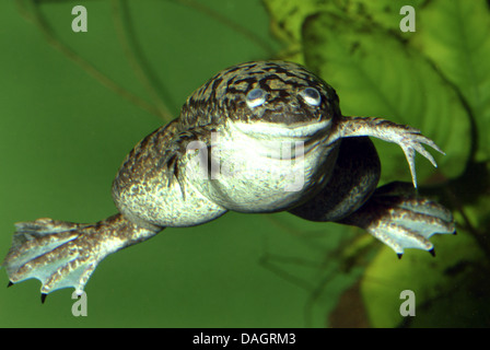 African artigliato (rana Xenopus laevis), nuoto Foto Stock