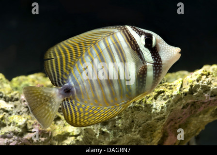Desjardin's Sailfin Tang (Zebrasoma desjardinii), nuoto Foto Stock