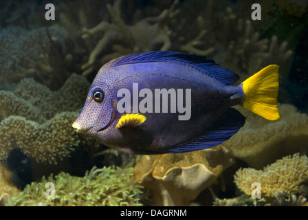 Limanda tang (Zebrasoma xanthurus), nuoto Foto Stock