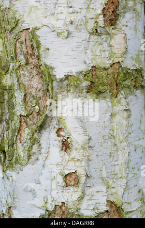 Roverella (betulla Betula pubescens), corteccia, Germania Foto Stock