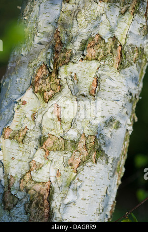 Roverella (betulla Betula pubescens), corteccia, Germania Foto Stock