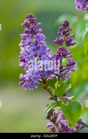 Comune (lilla Syringa vulgaris), ramoscello con fiori lilla, Germania Foto Stock