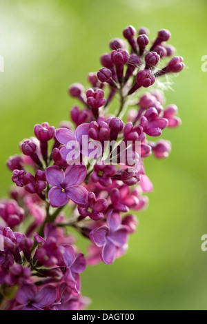 Comune (lilla Syringa vulgaris), ramoscello con fiori di colore rossastro, Germania Foto Stock