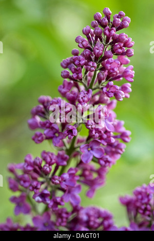 Comune (lilla Syringa vulgaris), ramoscello con fiori lilla, Germania Foto Stock