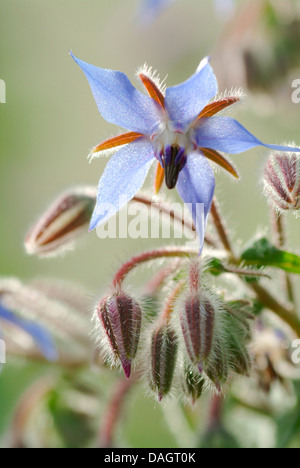 Comune (borragine borragine officinalis) Fiori e boccioli di fiori recisi Foto Stock