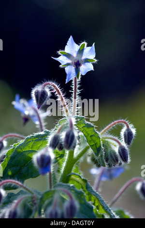 Comune (borragine borragine officinalis) Fiori e boccioli di fiori recisi in controluce Foto Stock