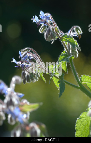 Comune (borragine borragine officinalis) Fiori e boccioli di fiori recisi in controluce Foto Stock