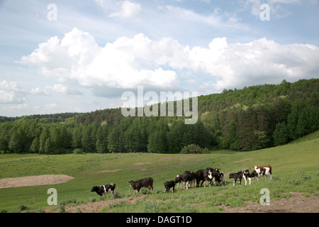 Le mucche al pascolo in un pascolo Foto Stock