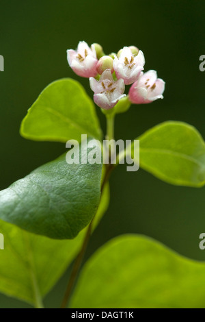 Snowberry comune, waxberry (Symphoricarpos albus, Symphoricarpos rivularis), ramoscello con il fiore Foto Stock