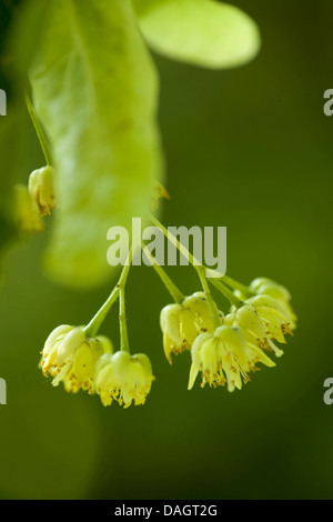 Grandi lasciava in calce, tiglio (Tilia platyphyllos), fiorisce, Germania Foto Stock