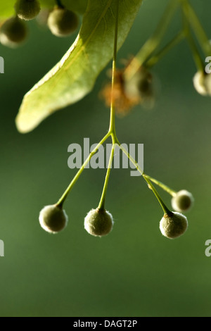 Grandi lasciava in calce, tiglio (Tilia platyphyllos), ramoscello con frutti, Germania Foto Stock