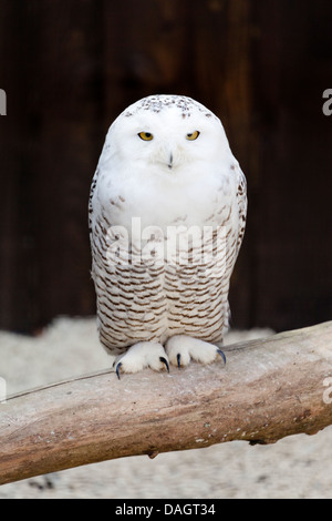 Una civetta delle nevi (Bubo Scandiacus) a Millets Farm, Oxfordshire Foto Stock