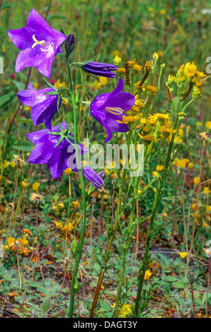 Peach-lasciarono la campanula (Campanula persicifolia), con l'erba tossica benweed e bruchi del cinabro moth, in Germania, in Renania Palatinato, Eifel Foto Stock