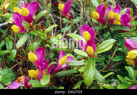 Arbustiva Milkwort (Polygala chamaebuxus), fioritura, Italia, Alto Adige, Dolomiti Foto Stock