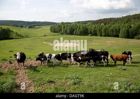 Le mucche al pascolo in un pascolo Foto Stock