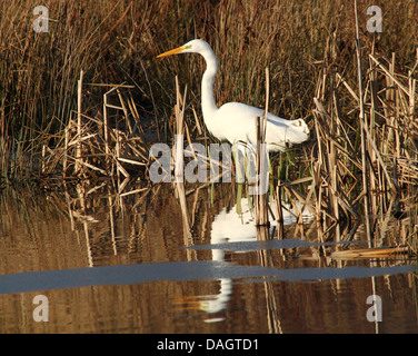 Dettagliato di close-up di un grande airone bianco (Ardea alba) a caccia di pescare nelle zone umide palustri Foto Stock