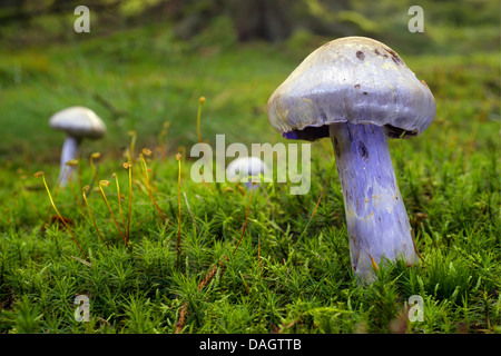 Violetta webcap (Cortinarius tendente al violaceo), in MOSS, in Germania, in Renania settentrionale-Vestfalia, Bergisches Land Foto Stock