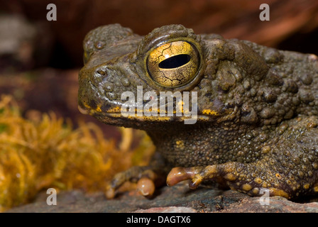 Java, il rospo gigante asiatico Toad (Bufo asper), ritratto Foto Stock