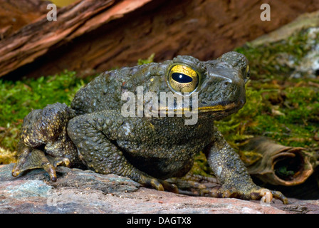 Java, il rospo gigante asiatico Toad (Bufo asper), su una pietra Foto Stock