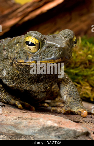 Java, il rospo gigante asiatico Toad (Bufo asper), ritratto Foto Stock