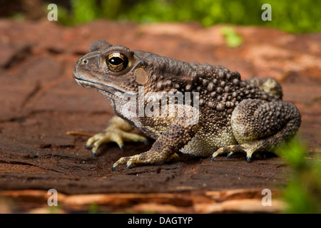 Nero-spined toad (Bufo melanostictus, Duttaphrynus melanostictus), sulla corteccia Foto Stock