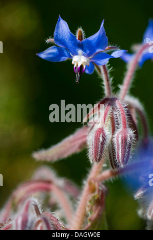 Comune (borragine borragine officinalis) Fiori e boccioli di fiori recisi Foto Stock