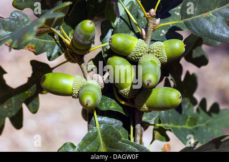 Mazzetto di ghiande su un ramo di quercia Foto Stock