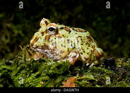 Chacoan rana cornuta (Ceratophrys cranwelli), razza giapponese Super verde Foto Stock