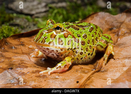 Argentina rana cornuta, pacman rana, nightcrawler, cingolo di notte, ornato di rana cornuta, ornati cornuto toad, escuerzo (Ceratophrys ornata), sulla foglia marrone Foto Stock