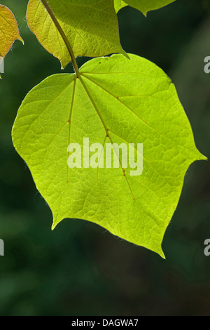 Indian Bean tree (Catalpa bignonioides), foglie Foto Stock