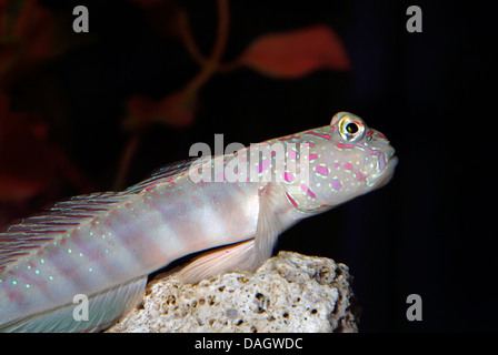 Rosa-screziato shrimpgoby (Cryptocentrus leptocephalus), su una pietra in massa di acqua Foto Stock