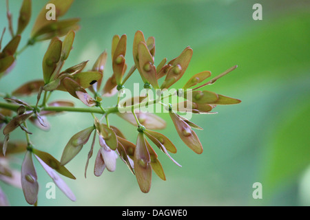 Ailanthus altissima semi bloom Foto Stock