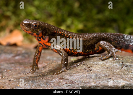 Newt Swordtail, spada-tailed newt, Giapponese Sword-Tailed Tritone, Okinawa Newt (Cynops ensicauda), su una pietra Foto Stock