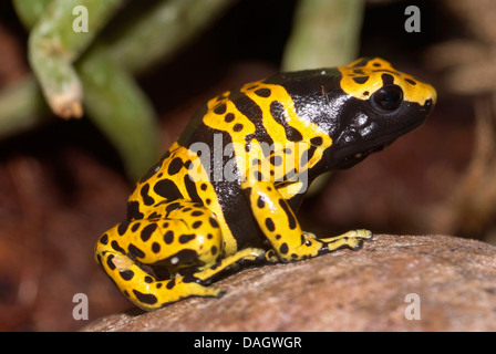 Giallo-nastrare poison dart frog, giallo veleno nastrati rana, Bumble Bee freccia velenosa (rana Dendrobates leucomelas), morph Bolivar Foto Stock