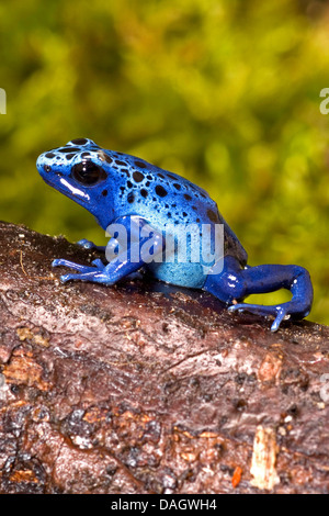 Colorazione blu veleno-freccia rana, veleno blu (rana Dendrobates tinctorius azureus), blu morph Azureus seduto su un tronco di albero Foto Stock