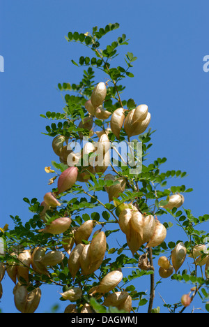 La vescica senna, vescica-senna (Colutea arborescens), con frutti, Germania Foto Stock