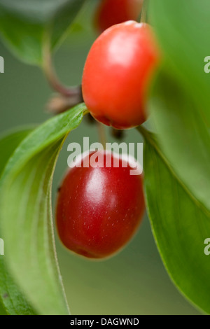 Corniolo legno (Cornus mas), ramoscello con frutti, Germania Foto Stock