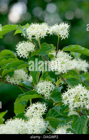 Corniolo, dogberry (Cornus sanguinea), infiorescenze, Germania Foto Stock