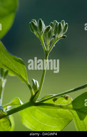 Corniolo, dogberry (Cornus sanguinea), boccioli di fiori, Germania Foto Stock