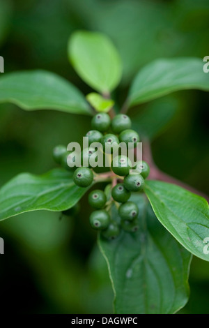 Corniolo, dogberry (Cornus sanguinea), frutti immaturi, Germania Foto Stock