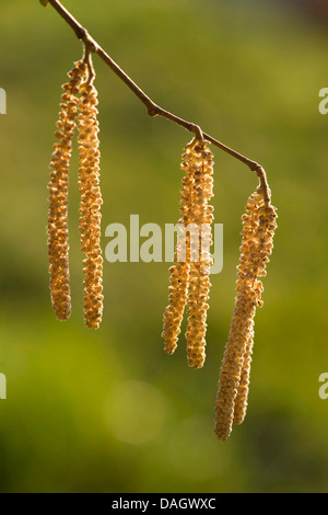 Comune di nocciolo (Corylus avellana), maschio amenti, Germania Foto Stock