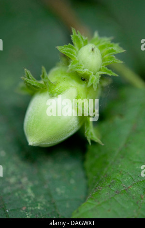 Comune di nocciolo (Corylus avellana), giovani nocciole in corrispondenza della bussola, Germania Foto Stock