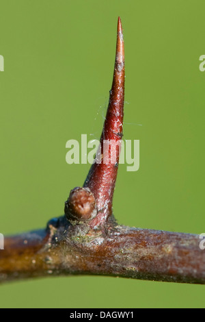 Inglese biancospino, midland biancospino (Crataegus laevigata), ramoscello con thorn, Germania Foto Stock