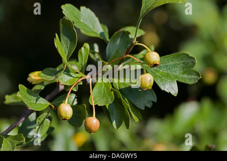 Inglese biancospino, midland biancospino (Crataegus laevigata), ramoscello con foglie e frutti immaturi, Germania Foto Stock