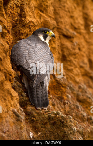 Falco pellegrino, falco peregrinus su una scogliera Foto Stock